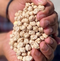Chickpea