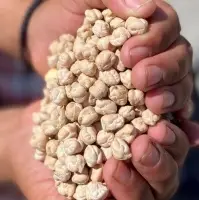 Chickpea