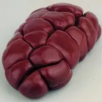 Frozen Buffalo Kidney
