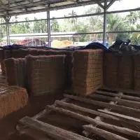Coco Fiber