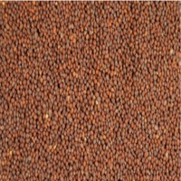 Mustard Seeds