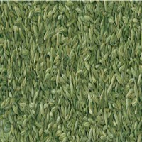 Fennel