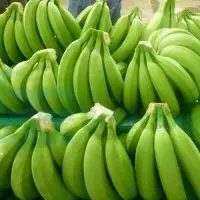 Cavendish Banana