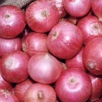 Fresh Red Onions