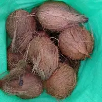 Semi-Husk Coconut