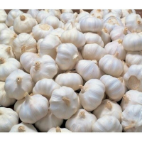 Fresh Garlic