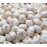 Fresh Garlic
