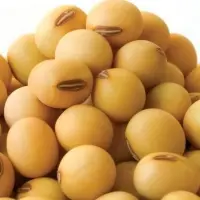 Organic Soybean