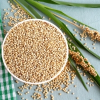 Organic Sorghum