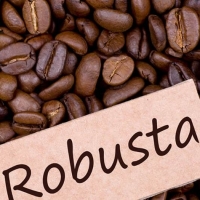 Robusta Coffee