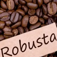 Robusta Coffee