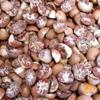 Betel Nut