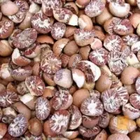 Betel Nut
