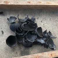 Coconut Shell Charcoal