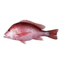 Bourgeois Rouge Fish