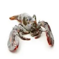Panulirus Sp Lobster