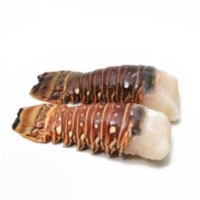 Panulirus Sp Lobster