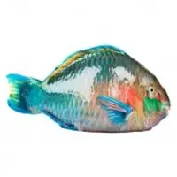 Scarus Ghobban Fish