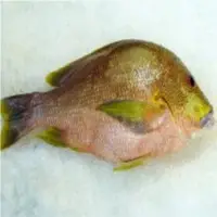 Vivaneau Maori Fish