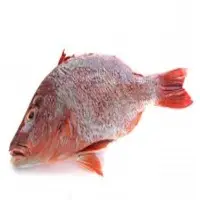 Vivaneau Rouge Fish