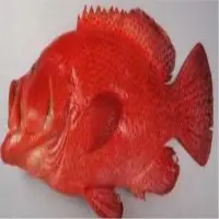 Cephalopolis Sonnerati Fish