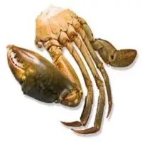 Crabe En Morceaux Crabs
