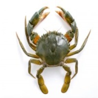 Crabe Entiers Crabs