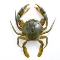 Crabe Entiers Crabs
