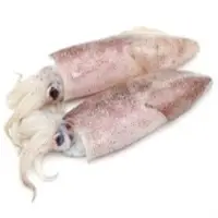 Loligo Sp Fish