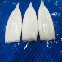 Loligo Sp (calamar) Fillet