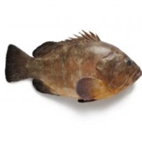 Merou Fish