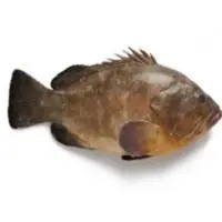 Merou Fish