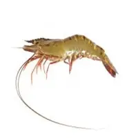 Panaeus Monodon Prawns