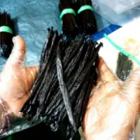 Vanilla Beans