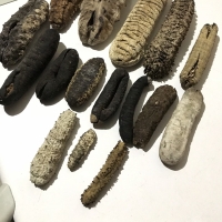 Sea Cucumber