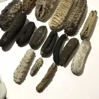 Sea Cucumber