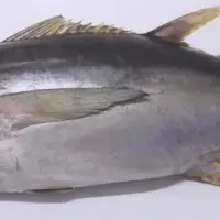 Yellow Fin Tuna