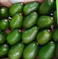 Fuerte Avocado