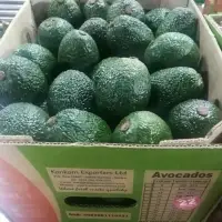 Hass Avocado
