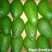 Hass Avocado
