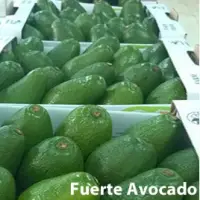 Fuerte Avocado