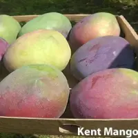 Kent Mango