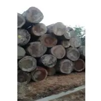 Hardwood Logs