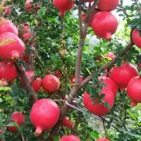 Fresh Pomegranate