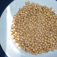 Soya Bean