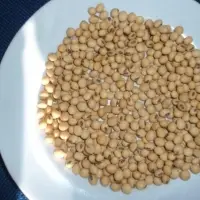Soya Bean