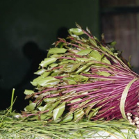 Khat