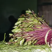 Khat