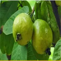 Guava Pulp
