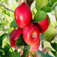 Apple Pulp